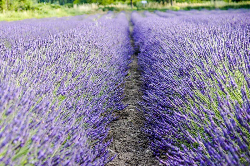 camping champs de lavande provence