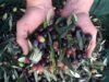 Spécialités gastronomie Drôme olives