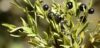 Spécialités gastronomie Drôme olives noirs