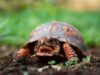 Zoo Upie tortue