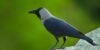 corbeau Zoo Upie