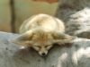 fennec Zoo Upie