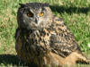 hibou Zoo Upie
