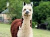 lama Zoo Upie