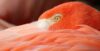 oiseau Zoo Upie