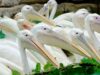 pélican Zoo Upie