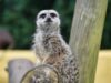 suricate zoo Upie