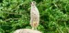 suricates Zoo Upie