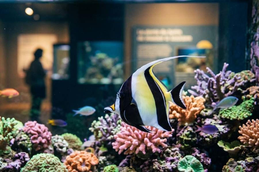 L'Aquarium des Tropiques