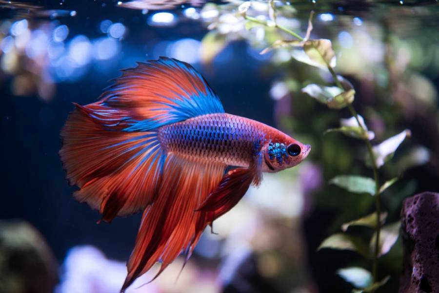 L'Aquarium des Tropiques